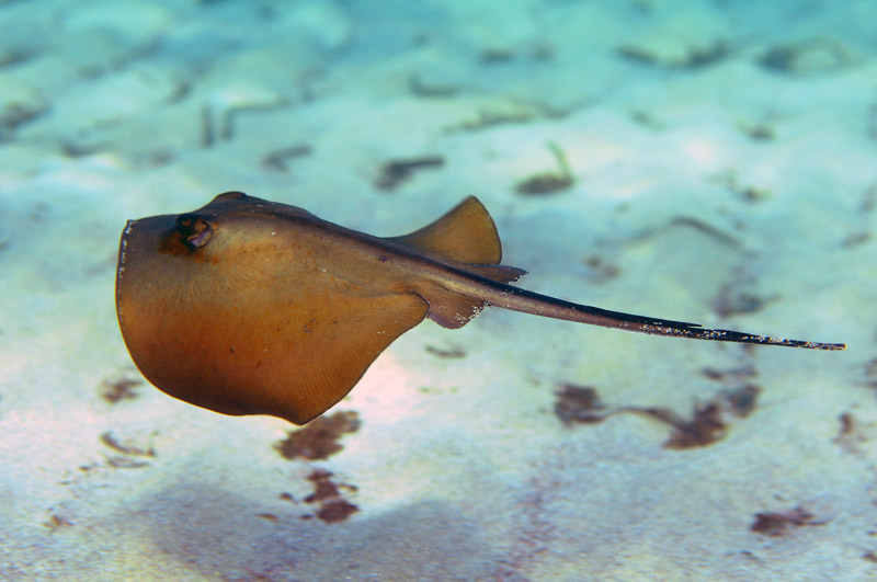 Trigone (Dasyatis pastinaca)